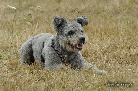 Pumi / Bild 5 von 18 / 29.07.2018 11:52 / DSC_8353.JPG