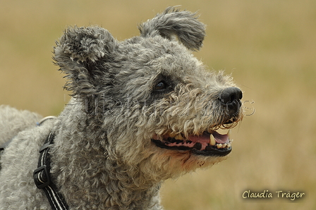 Pumi / Bild 4 von 18 / 29.07.2018 11:52 / DSC_8361.JPG