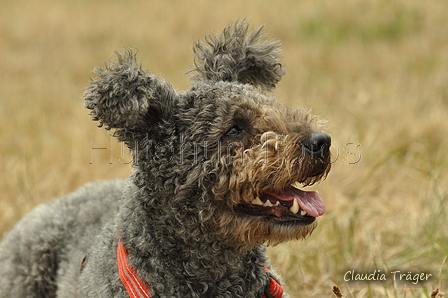 Pumi / Bild 2 von 18 / 29.07.2018 11:53 / DSC_8385.JPG