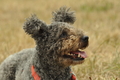 Pumi / Bild 2 von 18 / 29.07.2018 11:53 / DSC_8385.JPG