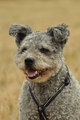 Pumi / Bild 1 von 18 / 29.07.2018 11:54 / DSC_8388.JPG