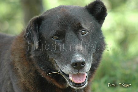  - rumaenischer_herdenschutzhund_080805_122724_3230