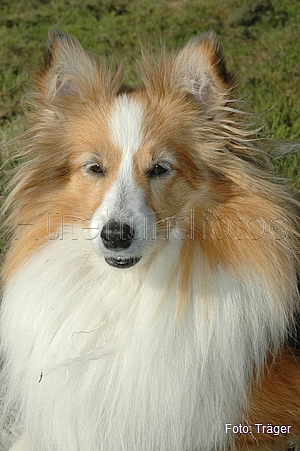 Sheltie / Bild 22 von 22 / 22.09.2007 12:39 / DSC_5475.JPG