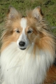 Sheltie / Bild 22 von 22 / 22.09.2007 12:39 / DSC_5475.JPG