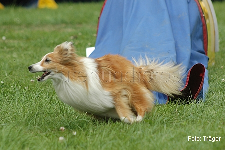 Sheltie / Bild 21 von 22 / 22.06.2008 13:54 / DSC_8068.JPG