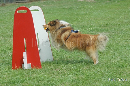 Sheltie / Bild 20 von 22 / 22.06.2008 16:19 / DSC_8238.JPG