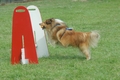 Sheltie / Bild 20 von 22 / 22.06.2008 16:19 / DSC_8238.JPG