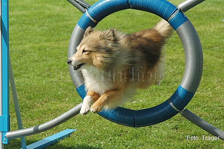 Sheltie / Bild 18 von 22 / 30.08.2008 14:23 / DSC_4421.JPG