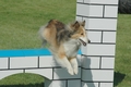 Sheltie / Bild 16 von 22 / 31.08.2008 14:55 / DSC_6357.JPG