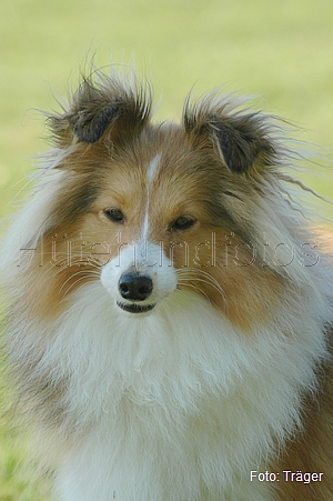 Sheltie / Bild 14 von 22 / 18.09.2008 11:05 / DSC_6686.JPG