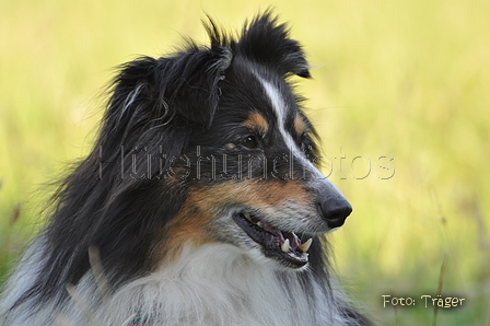 Sheltie / Bild 13 von 22 / 19.07.2014 09:25 / DSC_3242.JPG