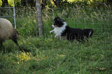 Sheltie / Bild 12 von 22 / 19.07.2014 09:26 / DSC_2907.JPG