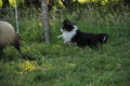 Sheltie / Bild 12 von 22 / 19.07.2014 09:26 / DSC_2907.JPG