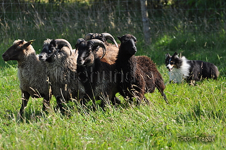 Sheltie / Bild 10 von 22 / 19.07.2014 09:41 / DSC_3396.JPG