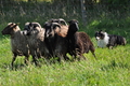 Sheltie / Bild 10 von 22 / 19.07.2014 09:41 / DSC_3396.JPG