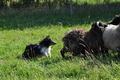 Sheltie / Bild 9 von 22 / 19.07.2014 09:42 / DSC_3407.JPG