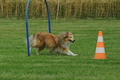 Sheltie / Bild 8 von 22 / 18.07.2020 13:24 / DSC_8100.JPG