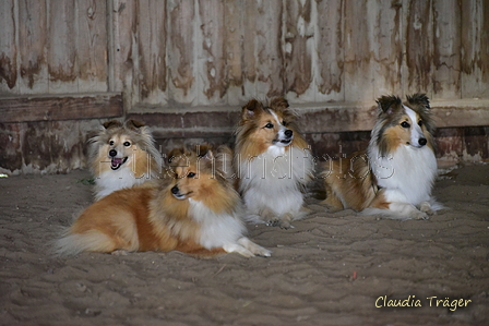 Sheltie / Bild 3 von 22 / 12.08.2021 09:39 / DSC_2985.JPG