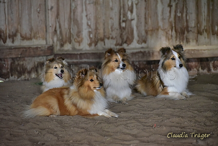 Sheltie / Bild 2 von 22 / 12.08.2021 09:40 / DSC_2990.JPG