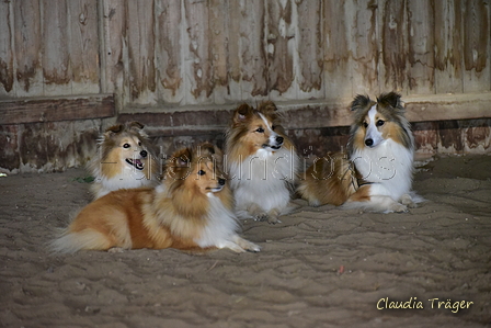 Sheltie / Bild 1 von 22 / 12.08.2021 09:40 / DSC_2995.JPG