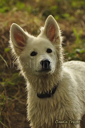 Weisser Schweizer Schäferhund / Bild 9 von 20 / 02.07.2019 15:11 / DSC_4030.JPG