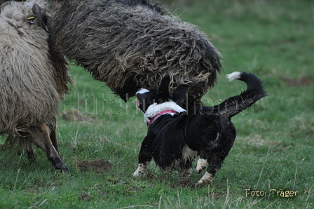 Welsh Corgi / Bild 23 von 24 / 23.03.2014 10:14 / DSC_8104.JPG