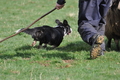 Welsh Corgi / Bild 22 von 24 / 23.03.2014 10:14 / DSC_8123.JPG