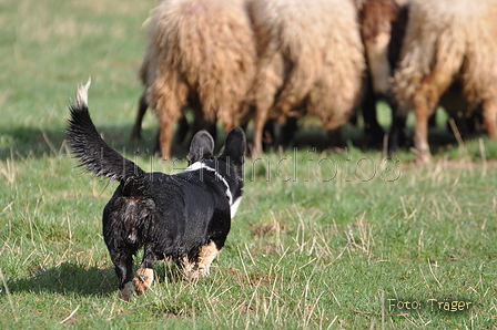 Welsh Corgi / Bild 20 von 24 / 23.03.2014 10:18 / DSC_8140.JPG