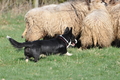 Welsh Corgi / Bild 19 von 24 / 23.03.2014 10:36 / DSC_8345.JPG