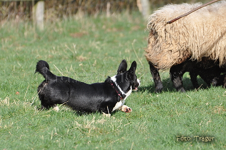 Welsh Corgi / Bild 18 von 24 / 23.03.2014 10:36 / DSC_8350.JPG