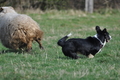 Welsh Corgi / Bild 17 von 24 / 23.03.2014 10:37 / DSC_8364.JPG