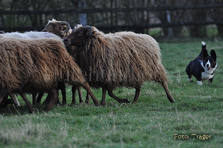 Welsh Corgi / Bild 16 von 24 / 23.03.2014 10:38 / DSC_8384.JPG