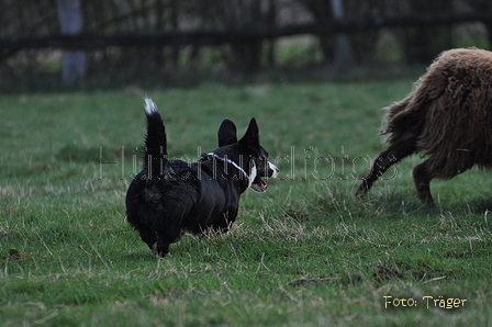 Welsh Corgi / Bild 15 von 24 / 23.03.2014 10:40 / DSC_8415.JPG