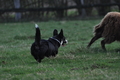 Welsh Corgi / Bild 15 von 24 / 23.03.2014 10:40 / DSC_8415.JPG