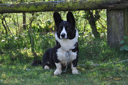 Welsh Corgi / Bild 13 von 24 / 23.03.2014 10:57 / DSC_8587.JPG