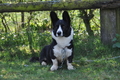 Welsh Corgi / Bild 13 von 24 / 23.03.2014 10:57 / DSC_8587.JPG