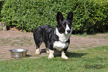 Welsh Corgi / Bild 11 von 24 / 23.03.2014 11:51 / DSC_9279.JPG