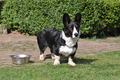 Welsh Corgi / Bild 11 von 24 / 23.03.2014 11:51 / DSC_9279.JPG