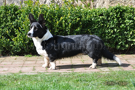 Welsh Corgi / Bild 9 von 24 / 23.03.2014 11:54 / DSC_9345.JPG