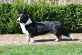 Welsh Corgi / Bild 9 von 24 / 23.03.2014 11:54 / DSC_9345.JPG