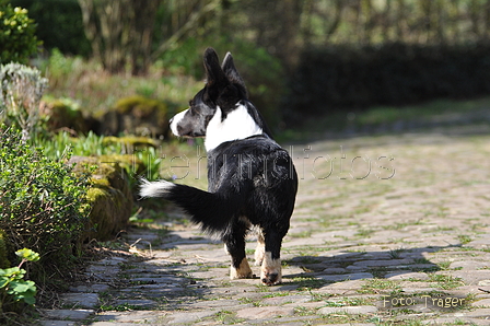 Welsh Corgi / Bild 5 von 24 / 23.03.2014 11:59 / DSC_9434.JPG