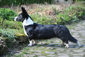 Welsh Corgi / Bild 4 von 24 / 23.03.2014 12:02 / DSC_6829.JPG