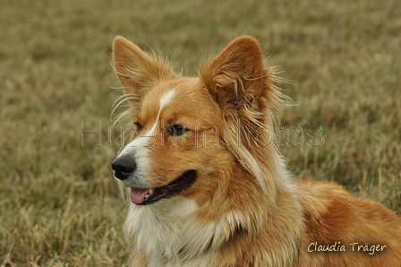 Welsh Corgi / Bild 3 von 24 / 07.09.2019 14:43 / DSC_8701.JPG