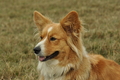 Welsh Corgi / Bild 3 von 24 / 07.09.2019 14:43 / DSC_8701.JPG