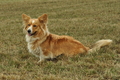 Welsh Corgi / Bild 2 von 24 / 07.09.2019 14:44 / DSC_8725.JPG