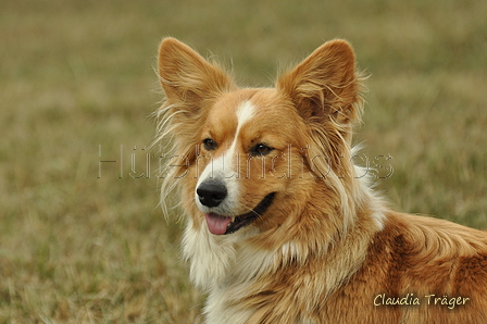 Welsh Corgi / Bild 1 von 24 / 07.09.2019 14:44 / DSC_8728.JPG