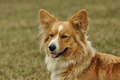 Welsh Corgi / Bild 1 von 24 / 07.09.2019 14:44 / DSC_8728.JPG