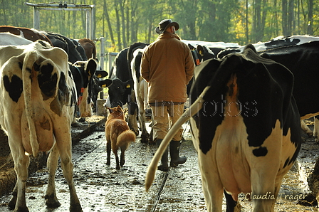 Dannys Fuchs mit Rindern / Bild 3 von 27 / 09.11.2022 09:51 / DSC_0084.JPG