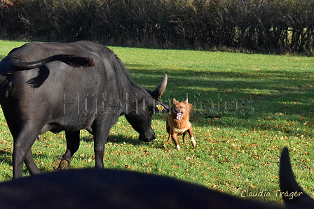 Dannys Fuchs mit Rindern / Bild 15 von 27 / 09.11.2022 10:41 / DSC_9030.JPG