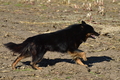 Kuhnis Hunde und Schafe / Bild 1 von 51 / 09.10.2021 15:21 / DSC_9510.JPG